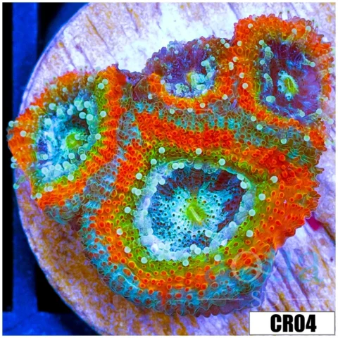 Rainbow Mango Acan Micromussa