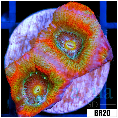 Rainbow Mango Acan Micromussa