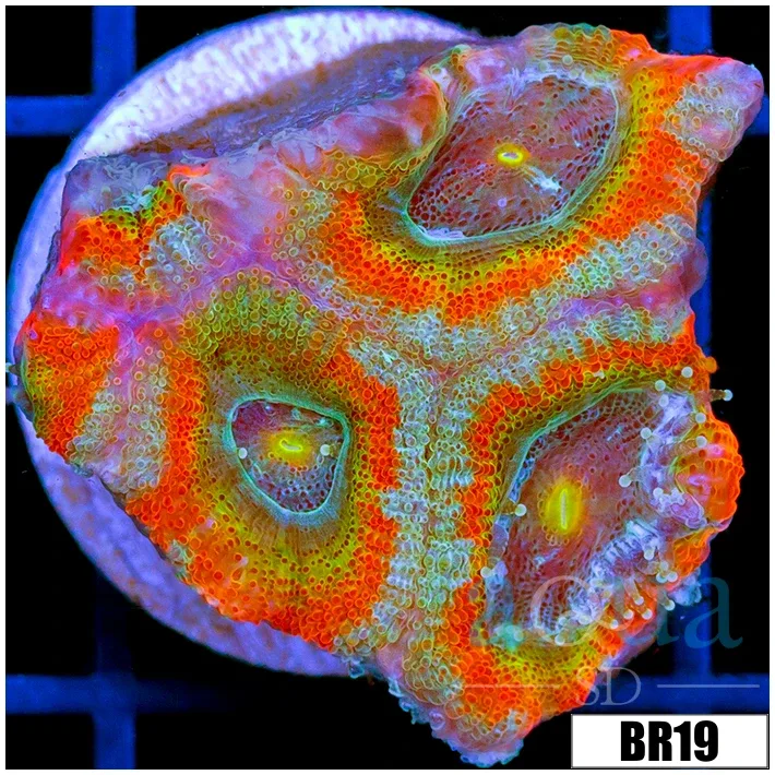 Rainbow Mango Acan Micromussa - Image 2