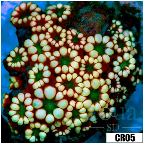 Rainbow Petals Alveopora