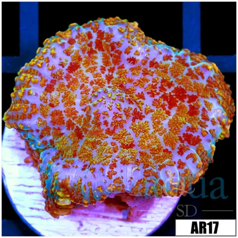 Rainbow Speckled Rhodactis Mushroom