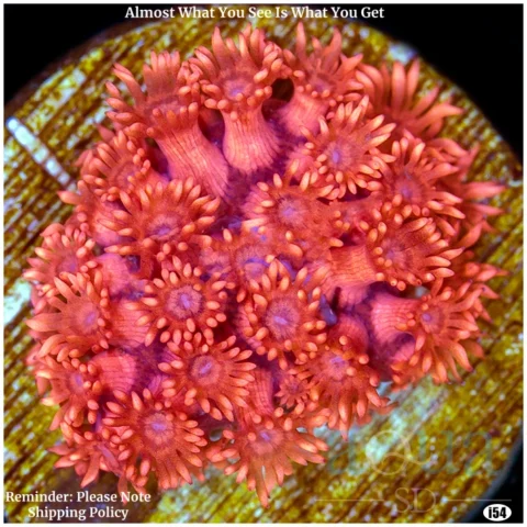 Red Blossom Goni - Multiples Available