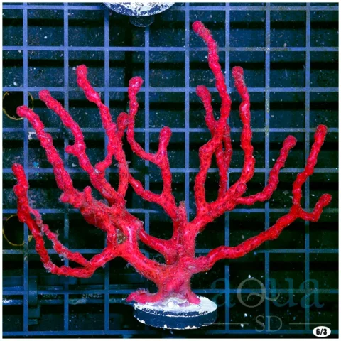 Red Finger Gorgonia - Multiples Available