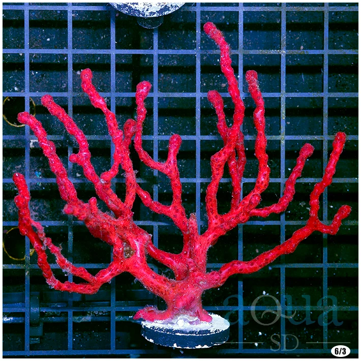 Red Finger Gorgonia - Multiples Available