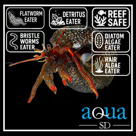 Red Leg Reef Hermit; Pac. - Paguristes sp.