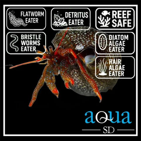 Red Leg Reef Hermit; Pac. - Paguristes sp.