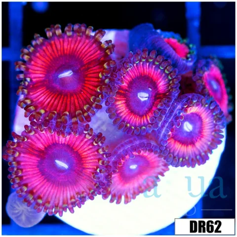 Red Rocket Zoas