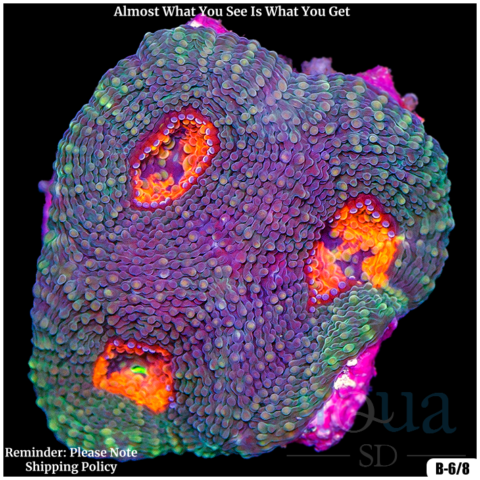 Regal Acan Enchinata Multiples Available