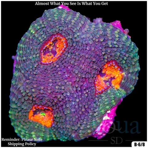 Regal Acan Enchinata Multiples Available