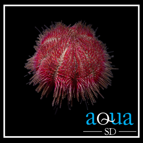 Rose Pink Urchin - Lytechinus variegatus