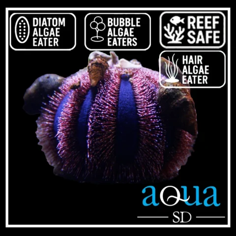 Royal Urchin - Mespilia globulus