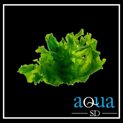 Sea Lettuce Macroalgae (Golf Ball Size)