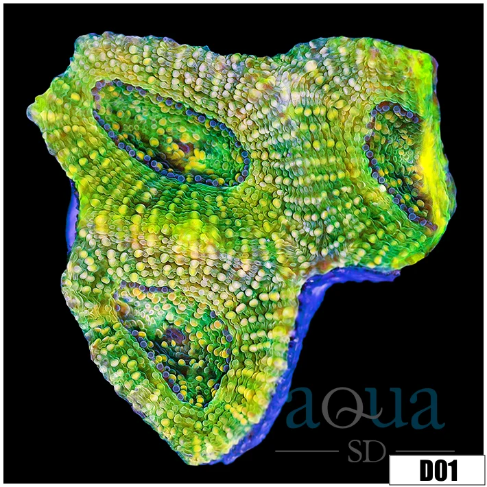 Slimeball Acan Enchinata