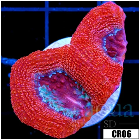 Sparkling Acan Bowerbanki