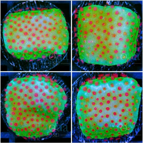 Strawberry Fields Montipora - Multiples Available