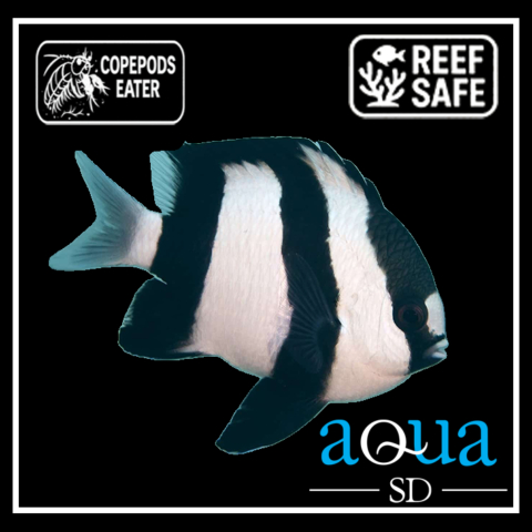 Striped Damsel (3 Stripes) - Dascyllus aruanus