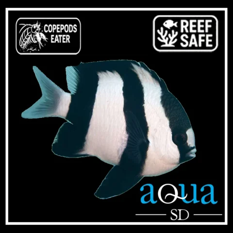 Striped Damsel (3 Stripes) - Dascyllus aruanus