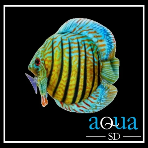 Stuffed Discus Plush