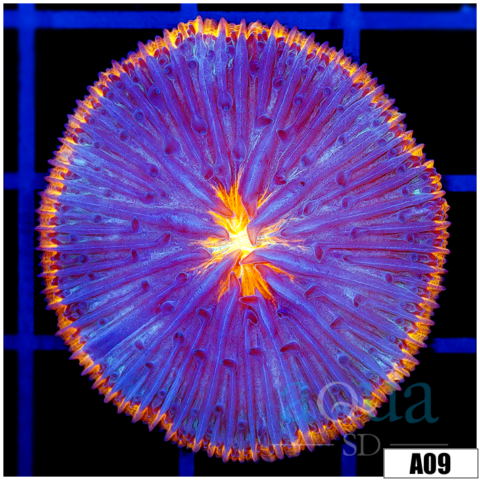 Sun Core Plate Coral