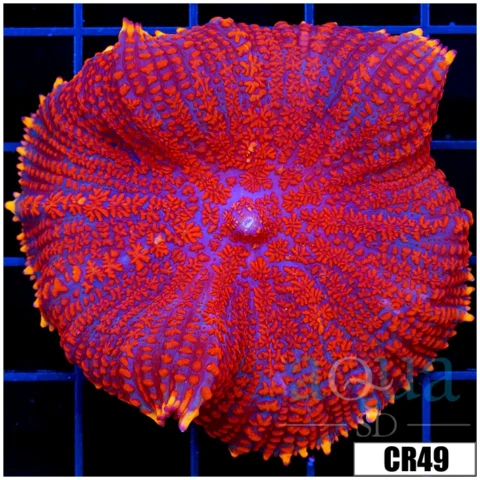 Superman Rhodactis Mushroom