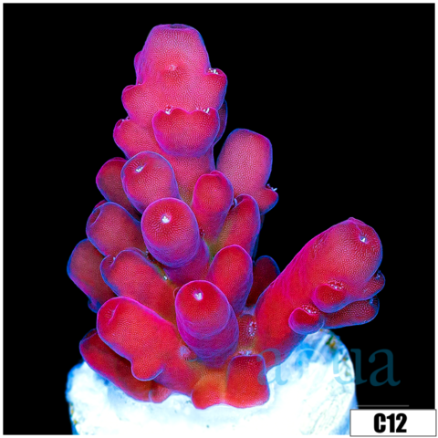 Sweet Strawberry Tort Acropora
