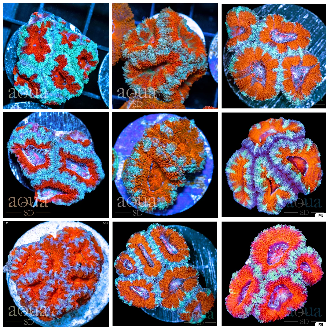 Teal Claw Acan Lord - Multiples Available