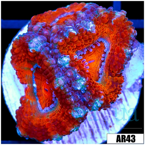 Teal Claw Acan Lord