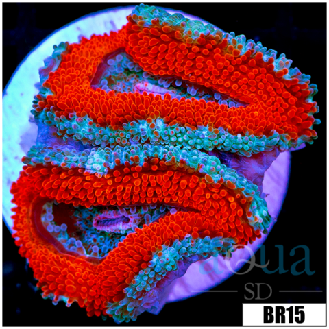 Teal Core Acan Lord