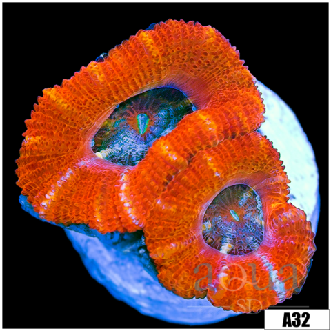 Tiger Striped Acan Lord