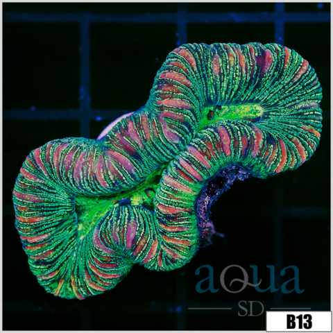 Tiger Striped Metallic Trachy
