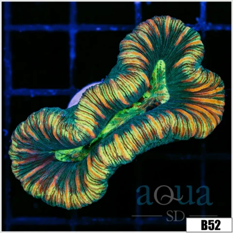 Tiger Striped Nuclear Trachy