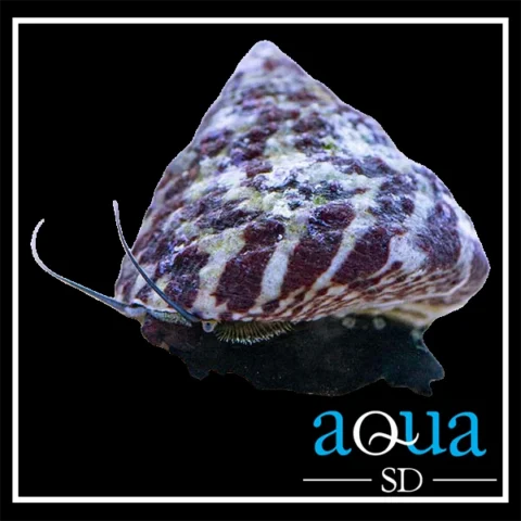 Tiger Turbo Snail - Trochus sp.