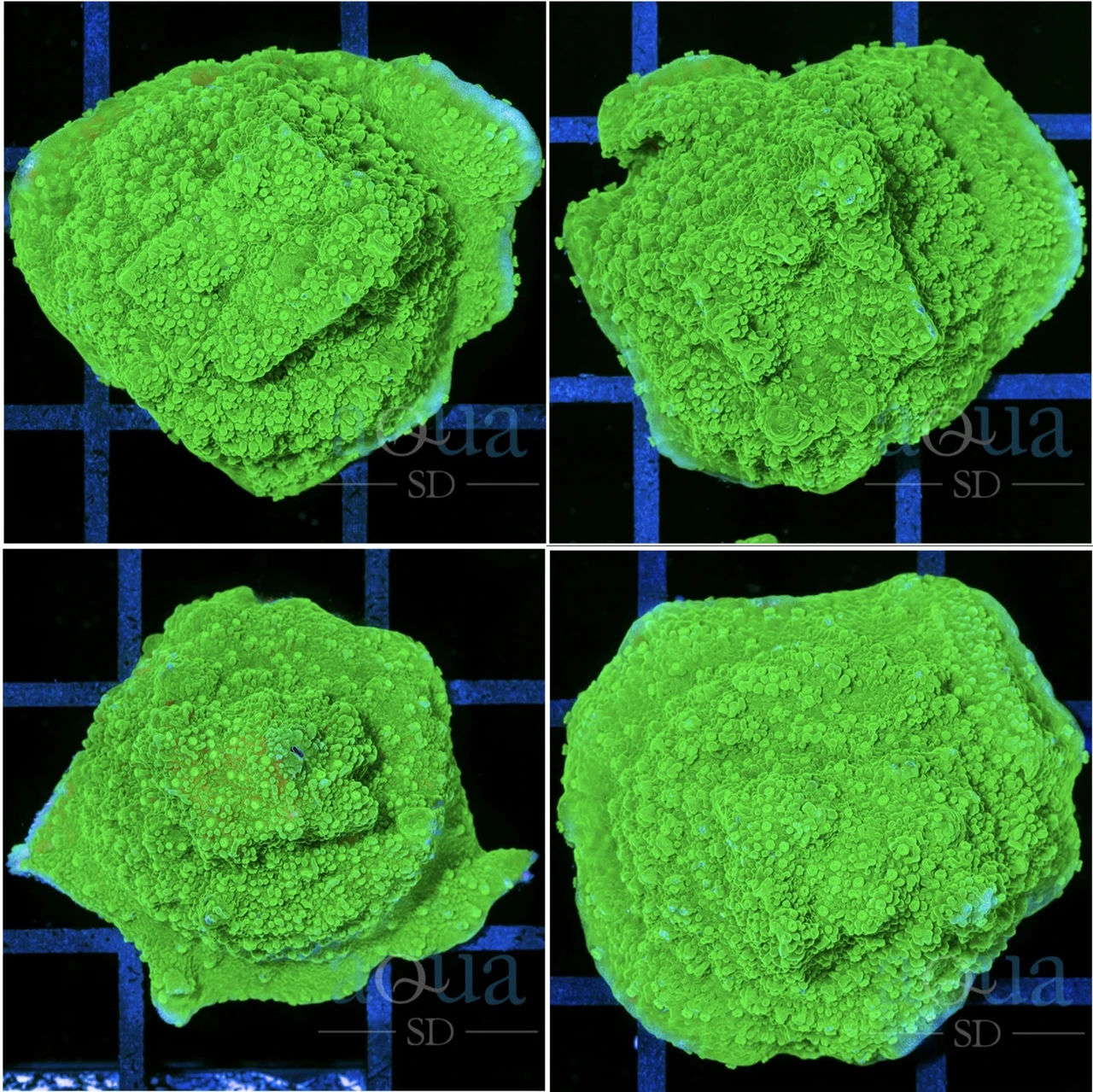 Toxic Monti Cap - Multiples Available
