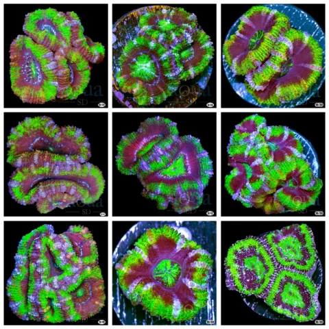 UFO Acan - Multiples Available