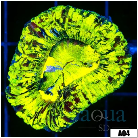 Ultra Aussie Neon Splatter Trachy