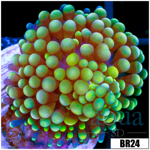 Ultra Florida Ricordea Mushroom