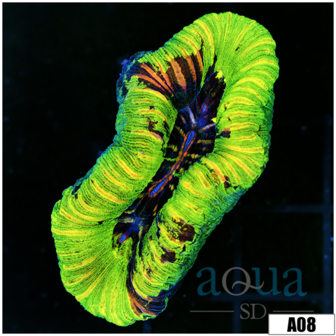 Ultra Neon Trachy