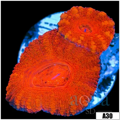 Ultra Red Acan Lord