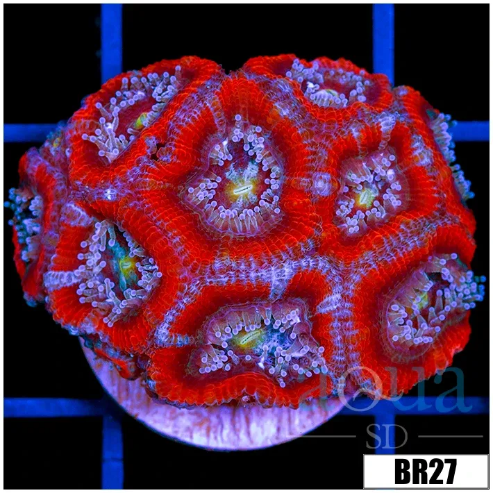 Ultron Acan Micromussa