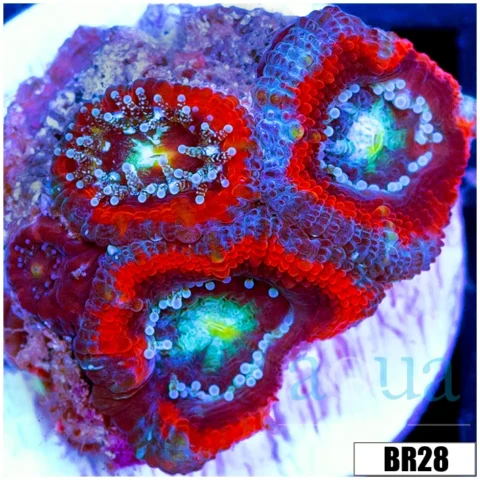 Ultron Acan Micromussa