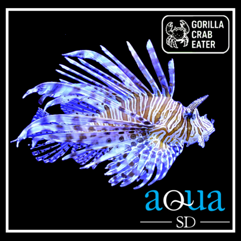 Volitan Lion - Pterois volitans