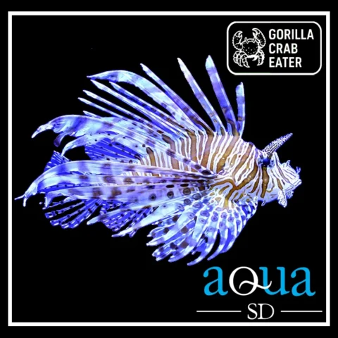 Volitan Lion - Pterois volitans