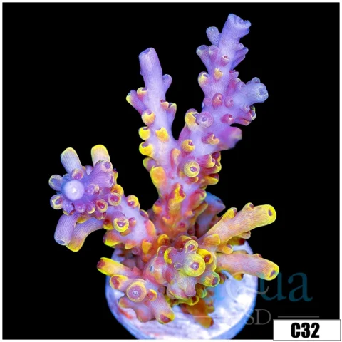 Wolverine Tort Acropora
