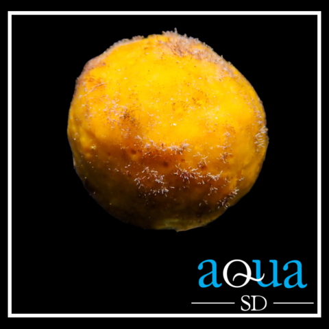 Yellow Encrusting Sponge (Golf Ball Size)