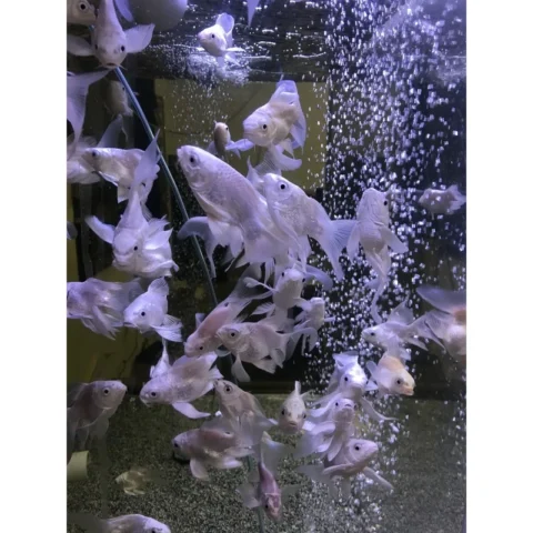 3-4" Platinum Short Body Koi