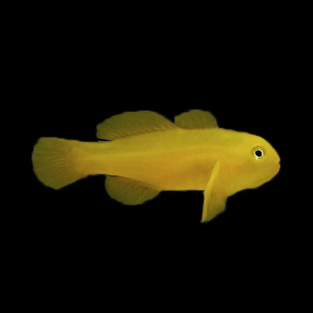 Yellow Clown Goby