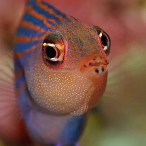 6 Line Wrasse