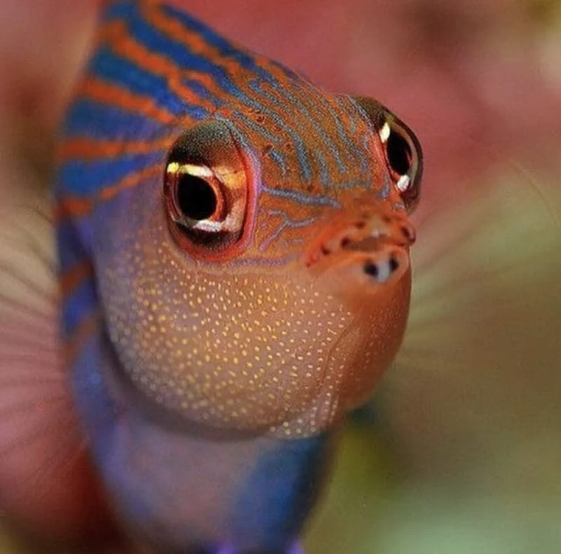 6 Line Wrasse