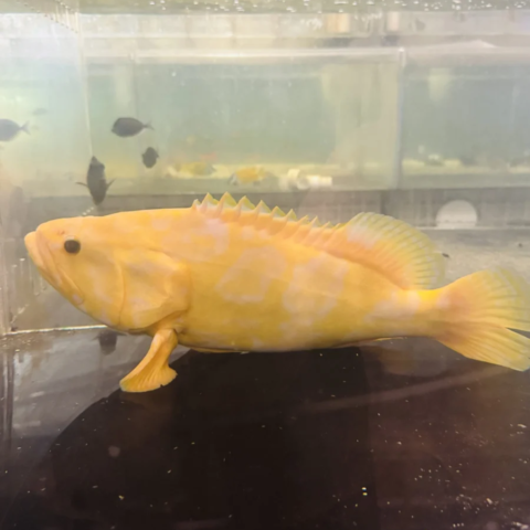 Aberrant Grouper