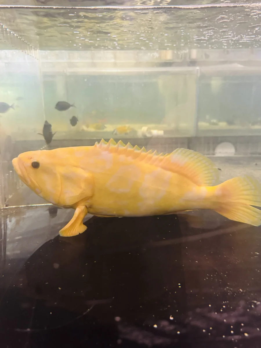 Aberrant Grouper